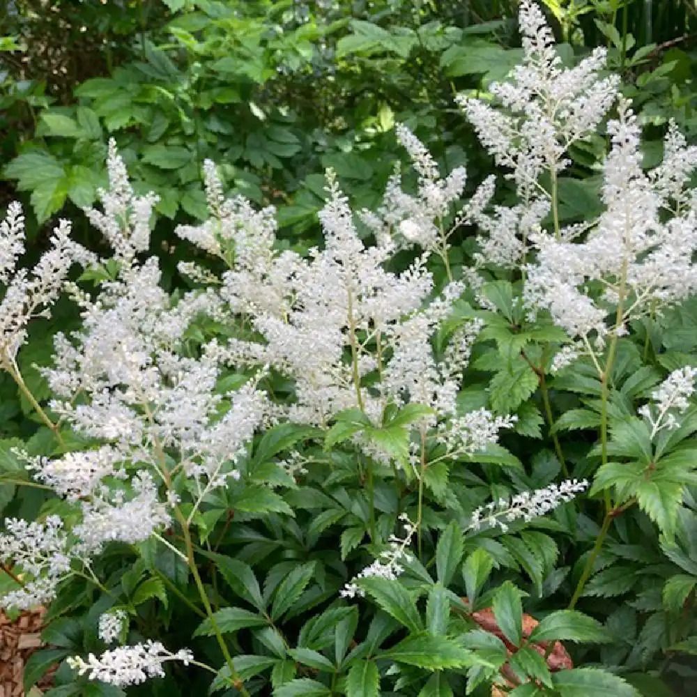 Astilbe Japonica 'Gladstone' - vaso Ø18 cm Astilbe Japonica 'Gladstone' - vaso Ø18 cm