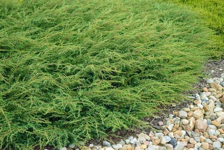 Juniperus communis 'Green carpet' - vaso Ø24 cm