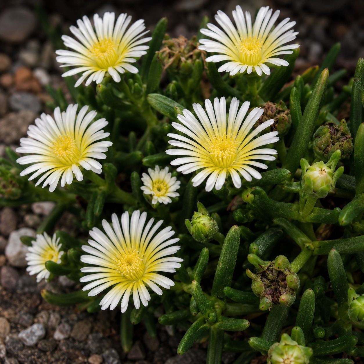 Delosperma SUNDIA® 'Suntropics Cream' - vaso Ø18 cm