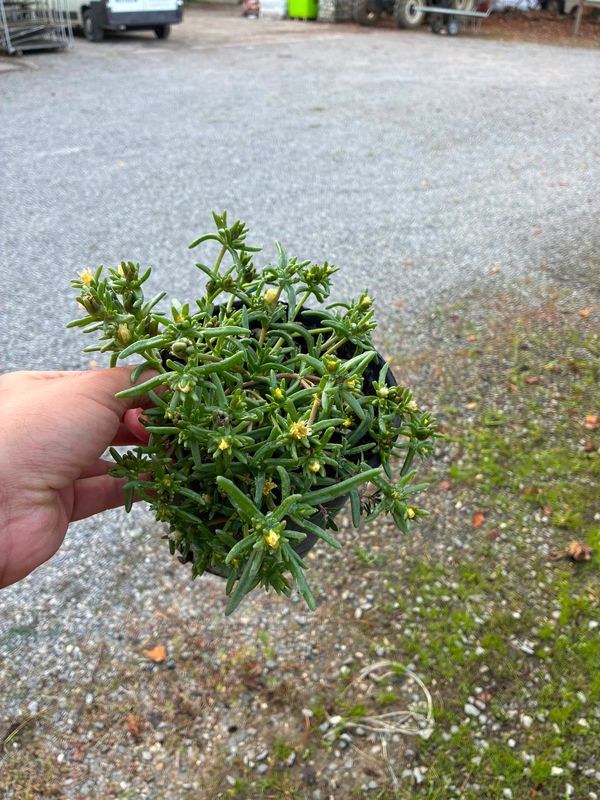 Delosperma SUNDIA® 'Suntropics Cream' - vaso Ø18 cm