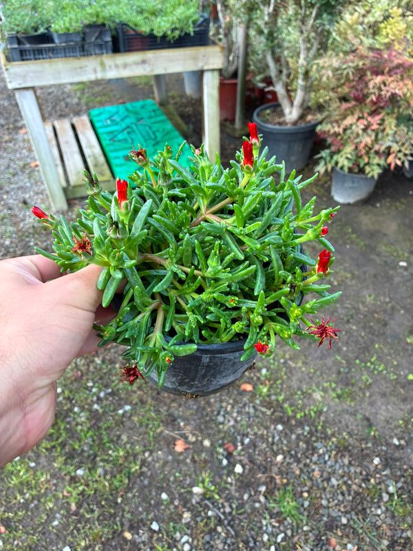 Delosperma cooperi Ocean Vibe Orange  - vaso Ø18 cm