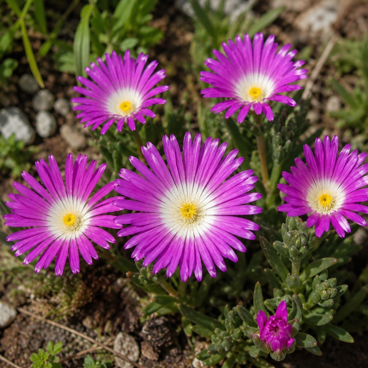 Delosperma cooperi ‘Violet Wonder’- vaso Ø18 cm