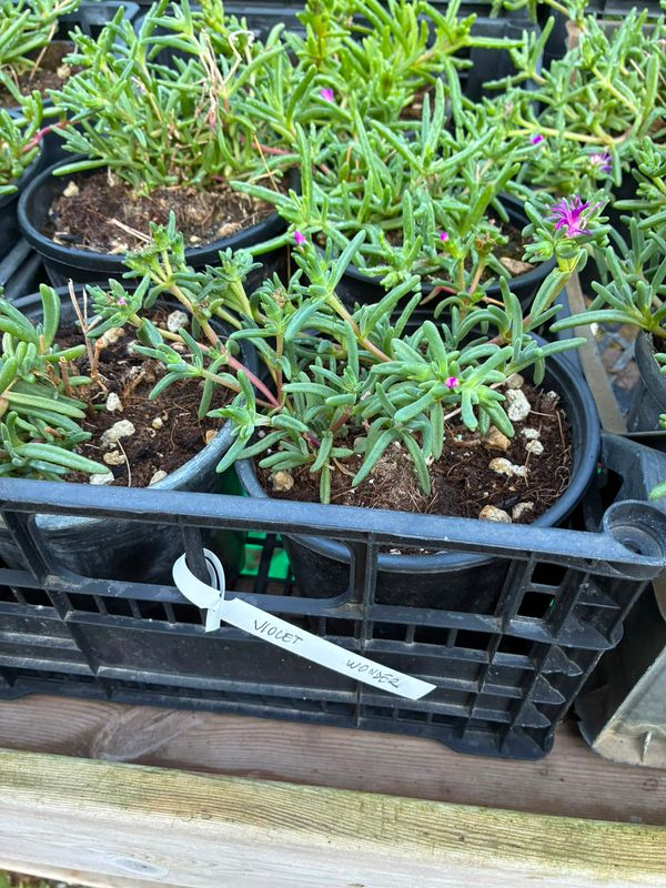 Delosperma cooperi ‘Violet Wonder’- vaso Ø18 cm