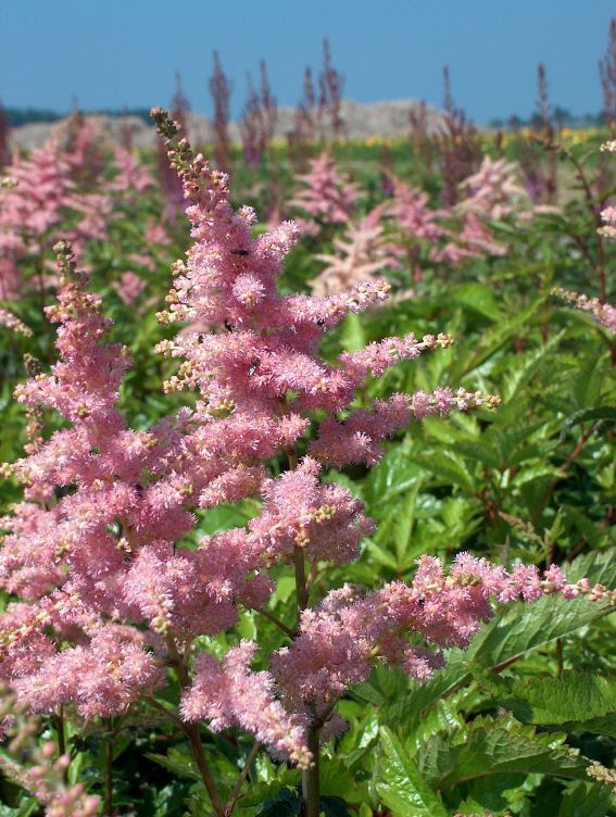Astilbe Japonica 'Bressingham Beauty' - vaso Ø18 cm Astilbe Japonica 'Bressingham Beauty' - vaso Ø18 cm