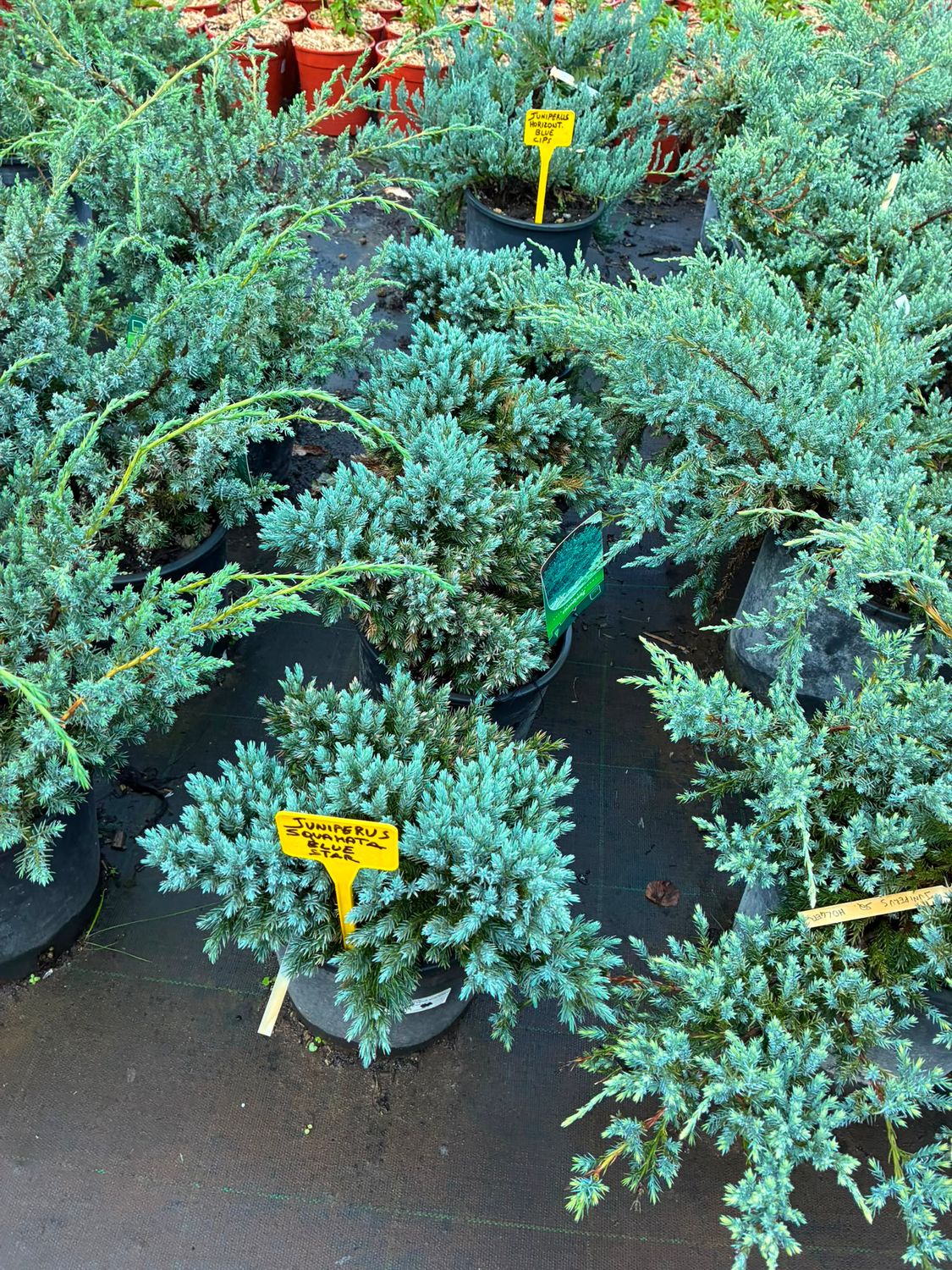 Juniperus squamata 'Blue star', Ginepro Blue star - vaso Ø24 cm Juniperus squamata 'Blue star', Ginepro Blue star - vaso Ø24 cm