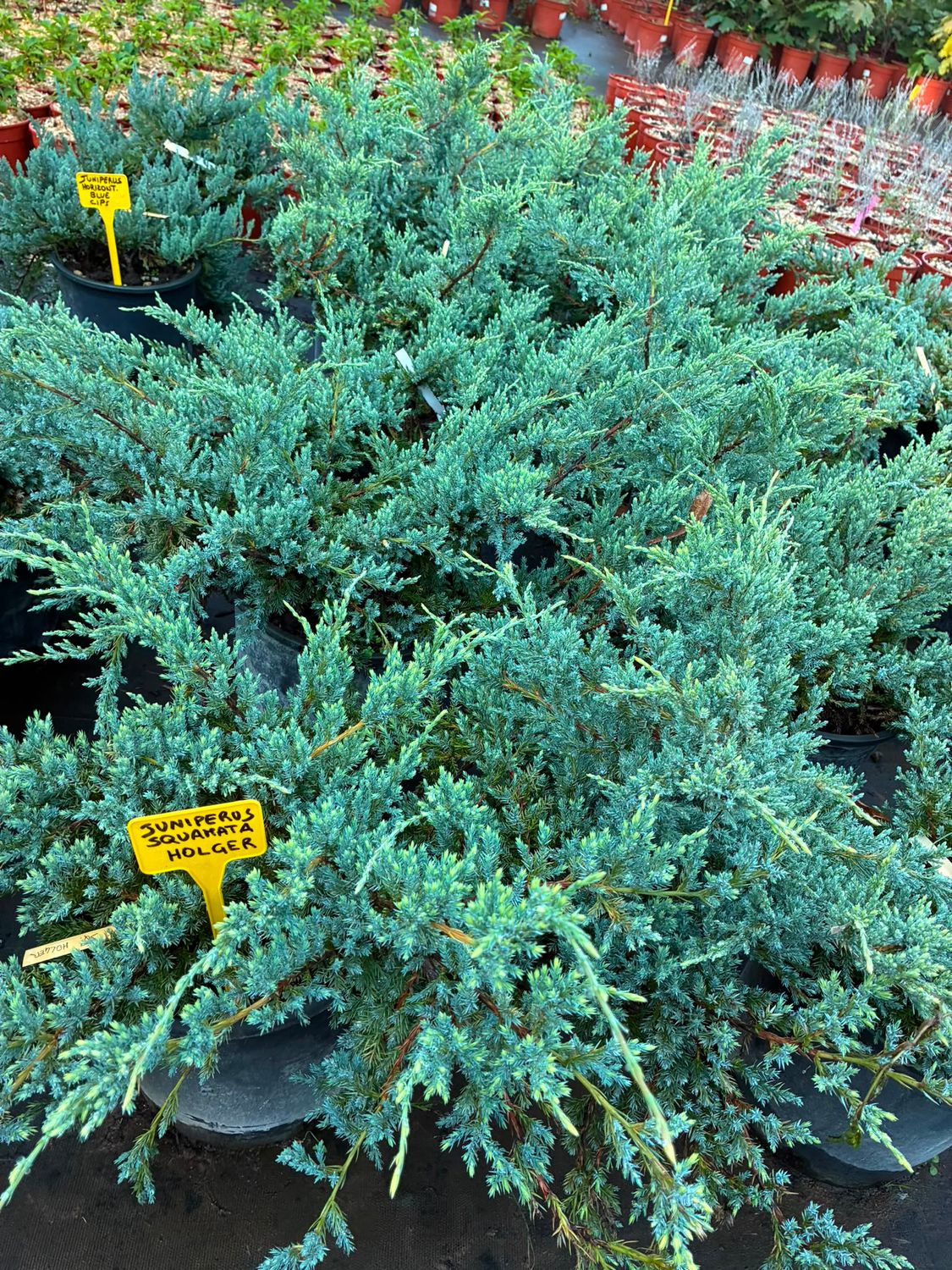 Juniperus squamata 'Holger', Ginepro Holger - vaso Ø24 cm Juniperus squamata 'Holger', Ginepro Holger - vaso Ø24 cm