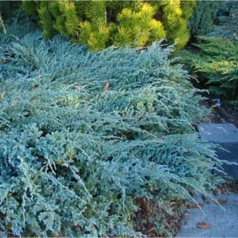 Juniperus squamata 'Blue Carpet', Ginepro Blue Carpet - vaso Ø24 cm Juniperus squamata 'Blue Carpet', Ginepro Blue Carpet - vaso Ø24 cm
