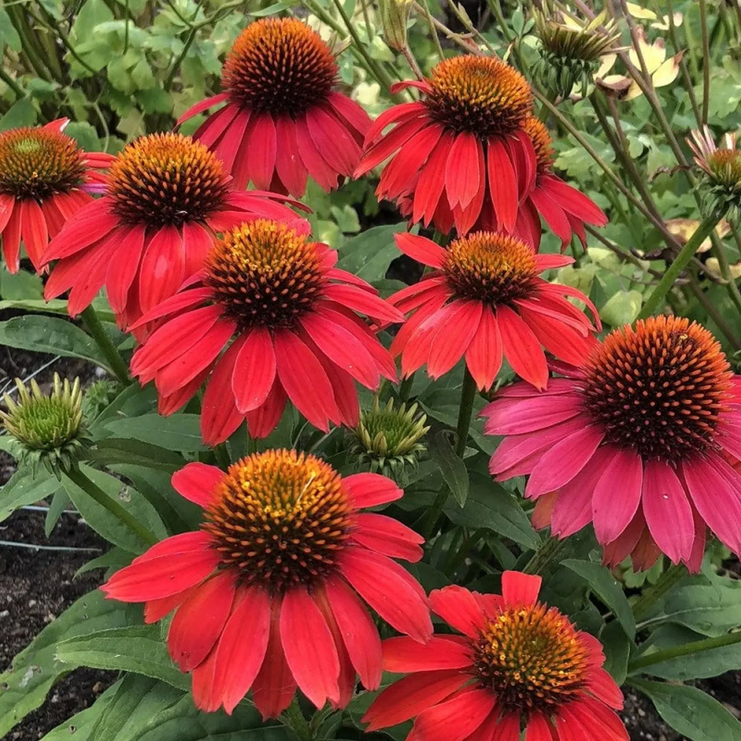 Echinacea purpurea 'Lakota Red Hombre' - vaso Ø17 cm