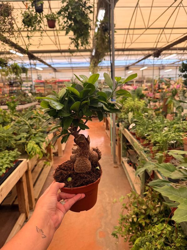 Bonsai Ficus Ginseng, Ficus microcarpa - vaso Ø15 cm