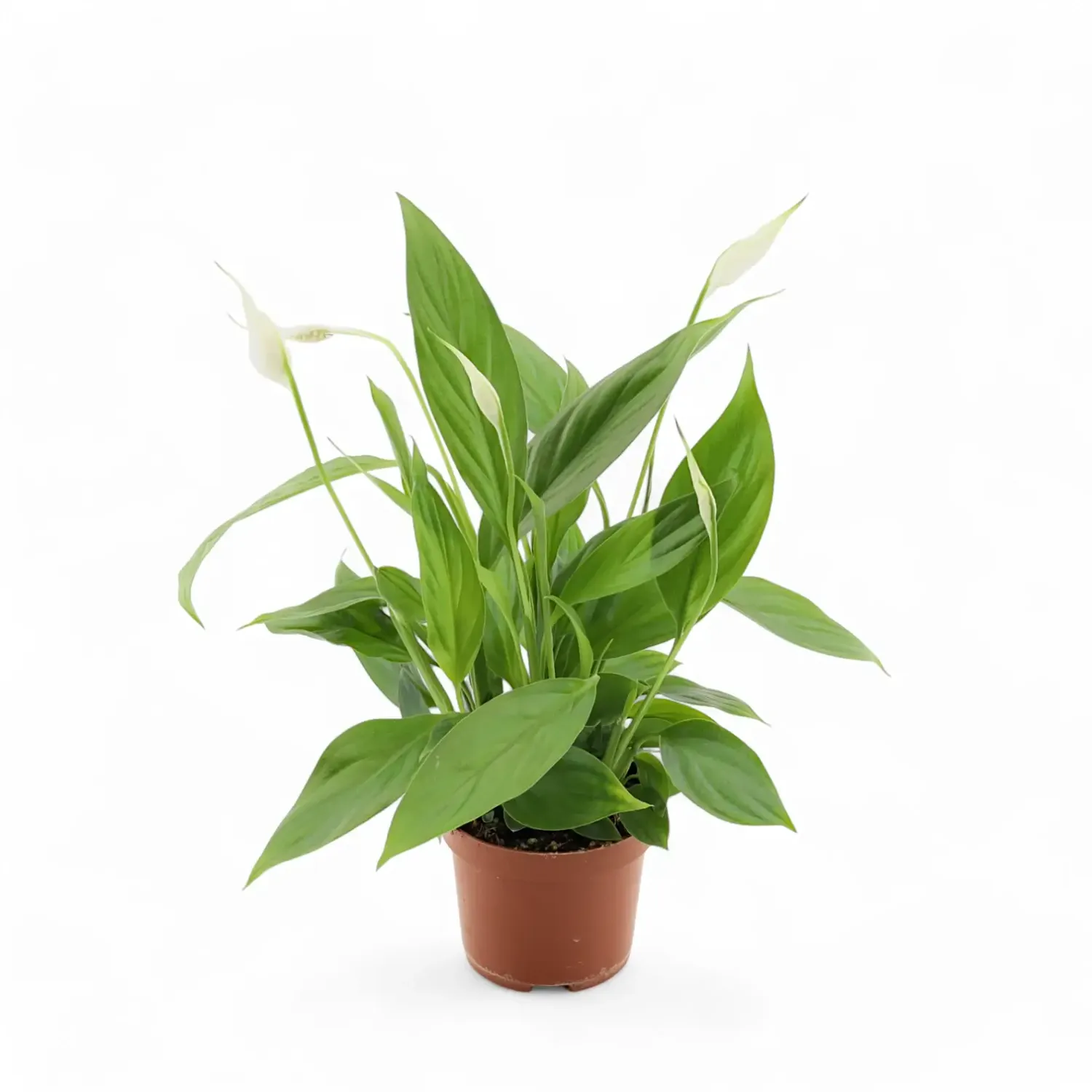 Spathiphyllum Alana, Spatifillo, Spatifillum, Giglio della Pace - vaso Ø13 cm Spathiphyllum Alana, Spatifillo, Spatifillum, Giglio della Pace - vaso Ø13 cm