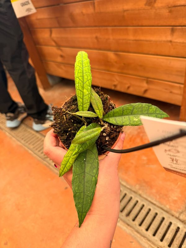 Hoya Finlaysonii Sukirin - vaso Ø10 cm