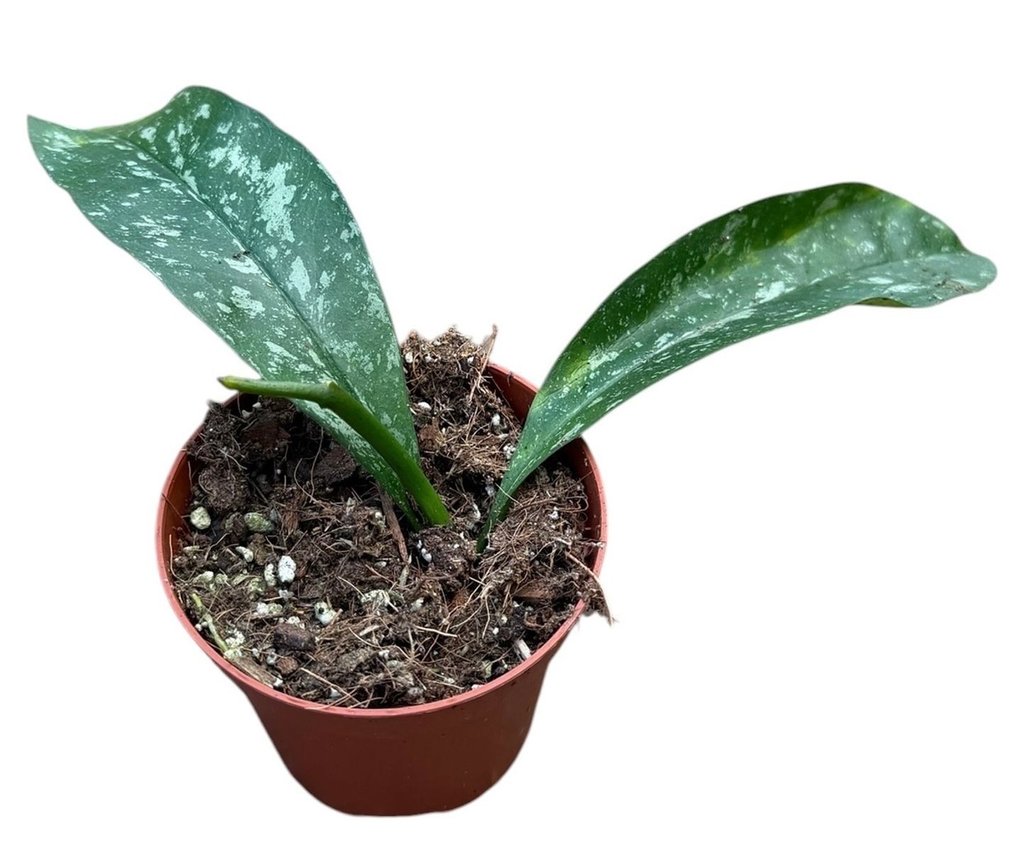 Hoya Occultata Splash - vaso Ø8 cm Hoya Occultata Splash - vaso Ø8 cm
