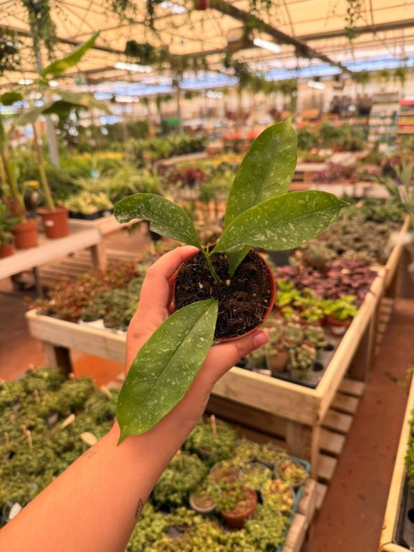 Hoya Occultata Splash - vaso Ø8 cm