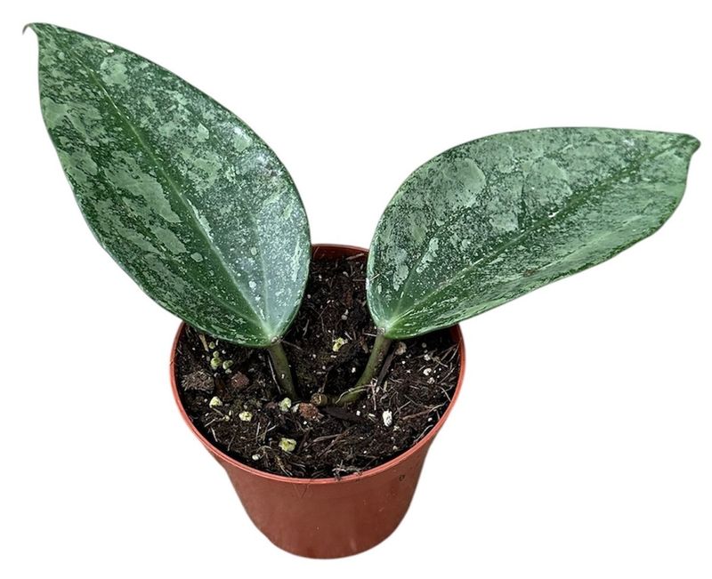 Hoya Rimba Perak - vaso Ø8 cm