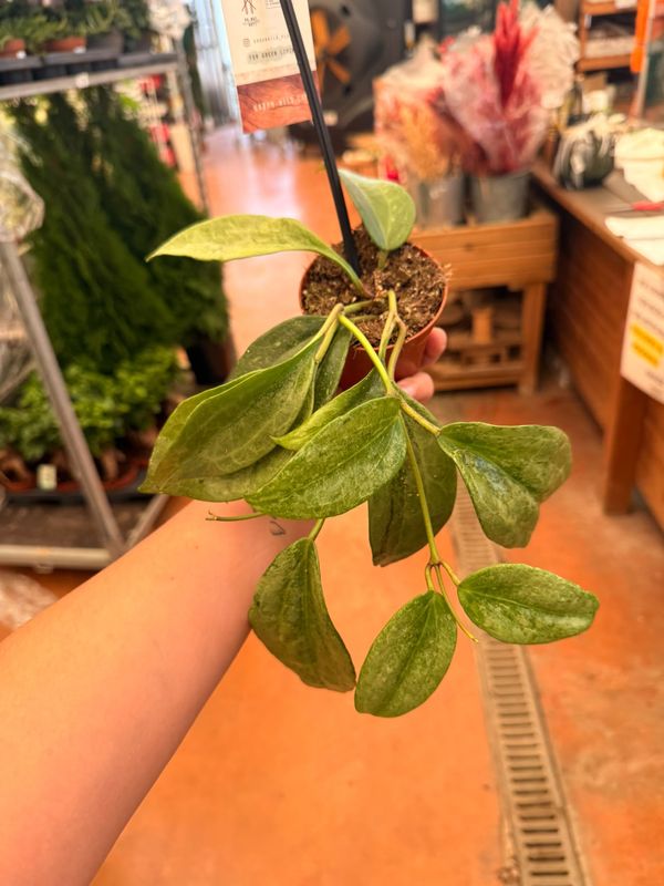 Hoya Rimba Perak - vaso Ø8 cm