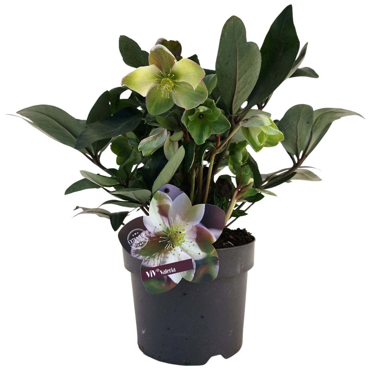 Helleborus × ericsmithii Viv VAleria, Helleboro, Elleboro, Rosa di Natale - vaso Ø17 cm