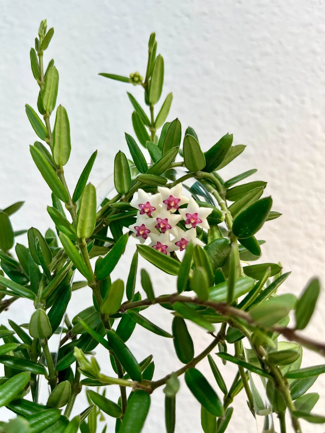 Hoya Engleriana - vaso Ø12 cm Hoya Engleriana - vaso Ø12 cm