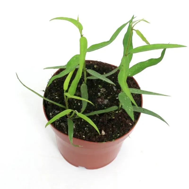 Hoya Burmanica Longleaves - vaso Ø12 cm Hoya Burmanica Longleaves - vaso Ø12 cm