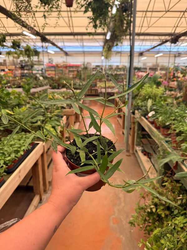 Hoya Burmanica Longleaves - vaso Ø12 cm
