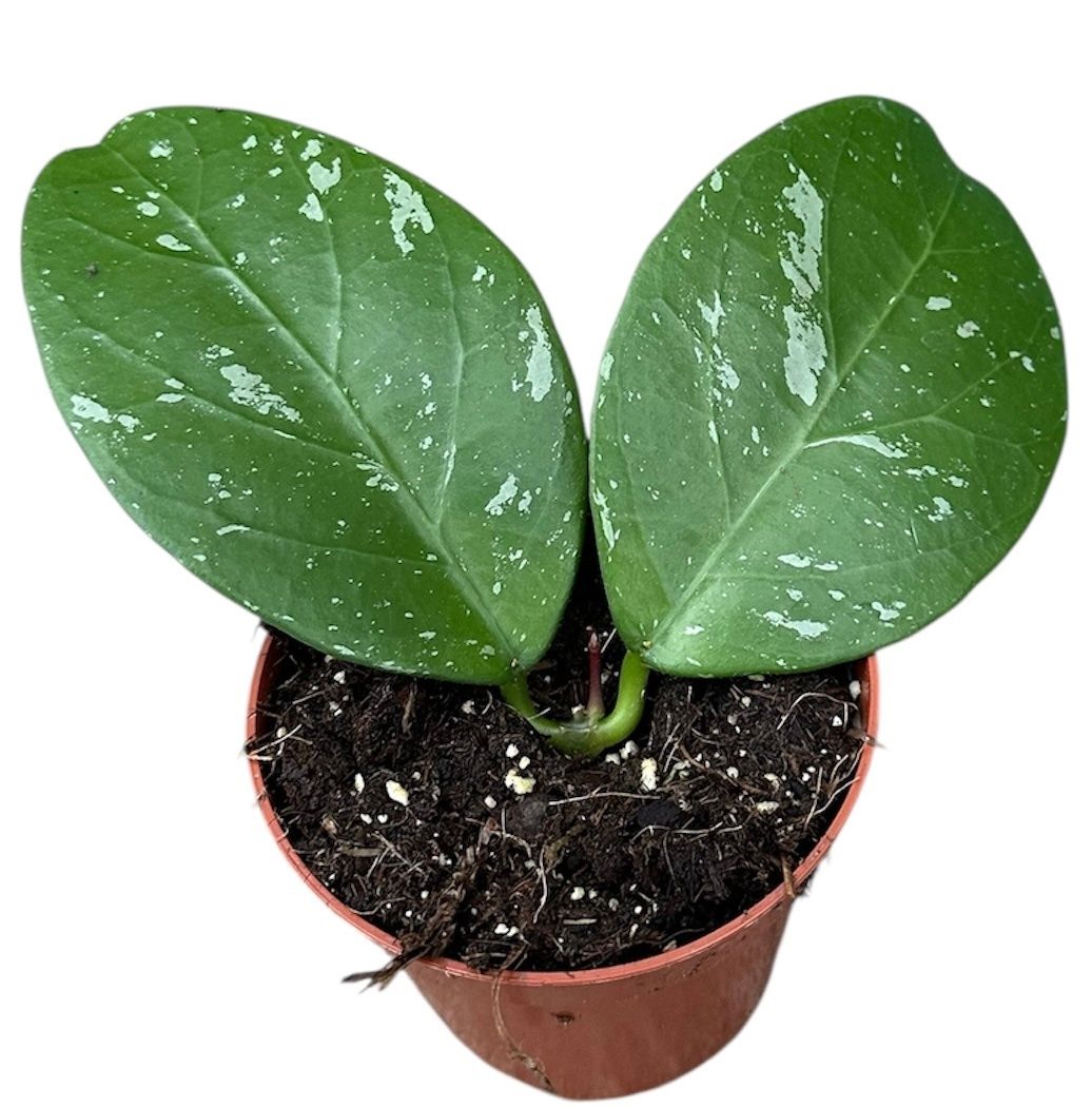 Hoya Lai Chau - vaso Ø8 cm Hoya Lai Chau - vaso Ø8 cm