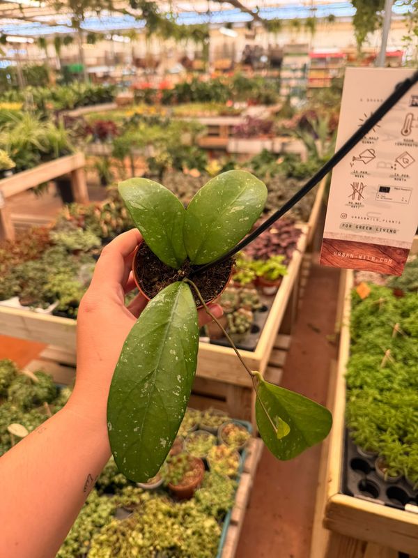 Hoya Lai Chau - vaso Ø8 cm