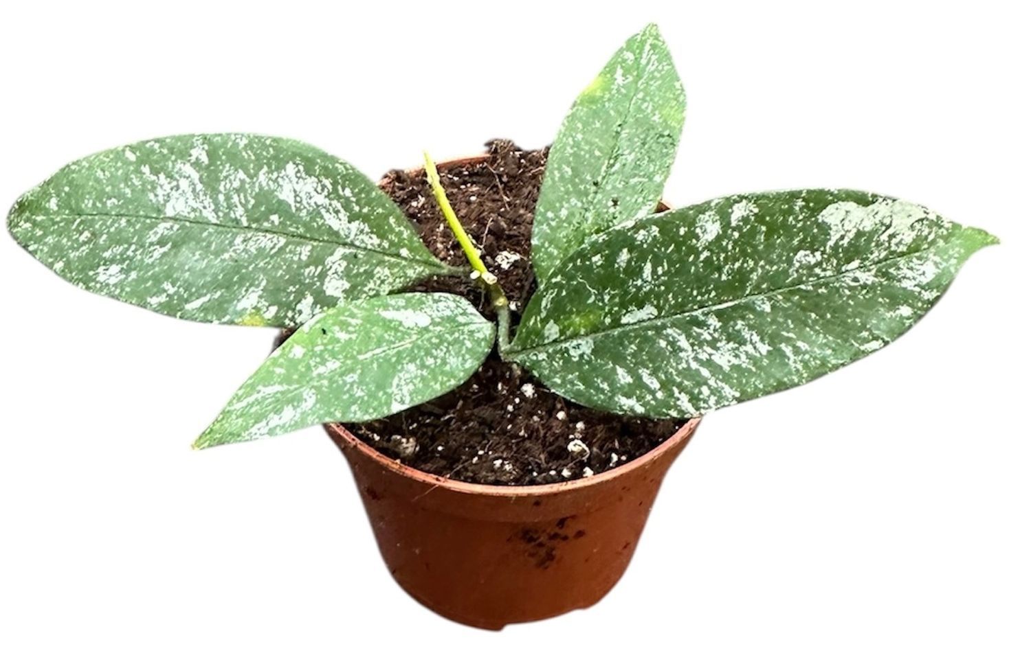 Hoya Multiflora Silver Splash - vaso Ø8 cm Hoya Multiflora Silver Splash - vaso Ø8 cm