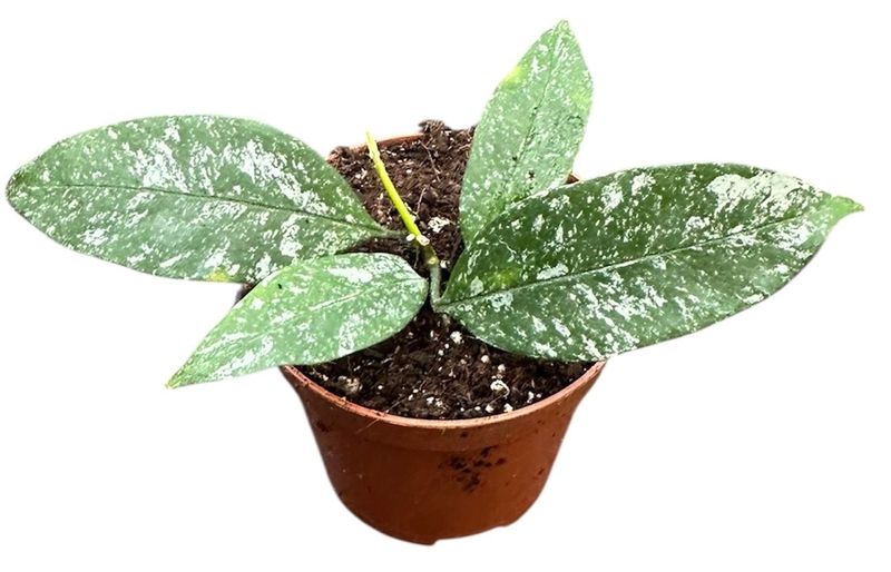 Hoya Multiflora Silver Splash - vaso Ø8 cm