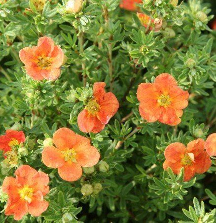 Potentilla fruticosa 'Red Ace' - vaso Ø18 cm Potentilla fruticosa 'Red Ace' - vaso Ø18 cm