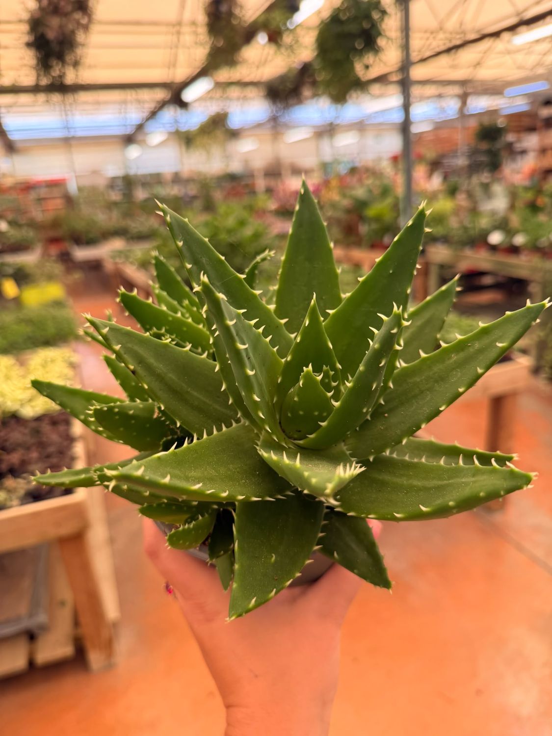 Aloe Perfoliata - vaso Ø14 cm Aloe Perfoliata - vaso Ø14 cm