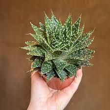 Gasteria 'Mufasa' - vaso Ø15cm Gasteria 'Mufasa' - vaso Ø15cm