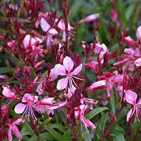 Gaura Lindheimeri 'Beleza compact pink' - vaso Ø15 cm Gaura Lindheimeri 'Beleza compact pink' - vaso Ø15 cm