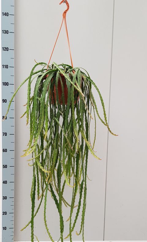 Lepismium cruciforme, Cactus croce - vaso Ø21 cm Lepismium cruciforme, Cactus croce - vaso Ø21 cm