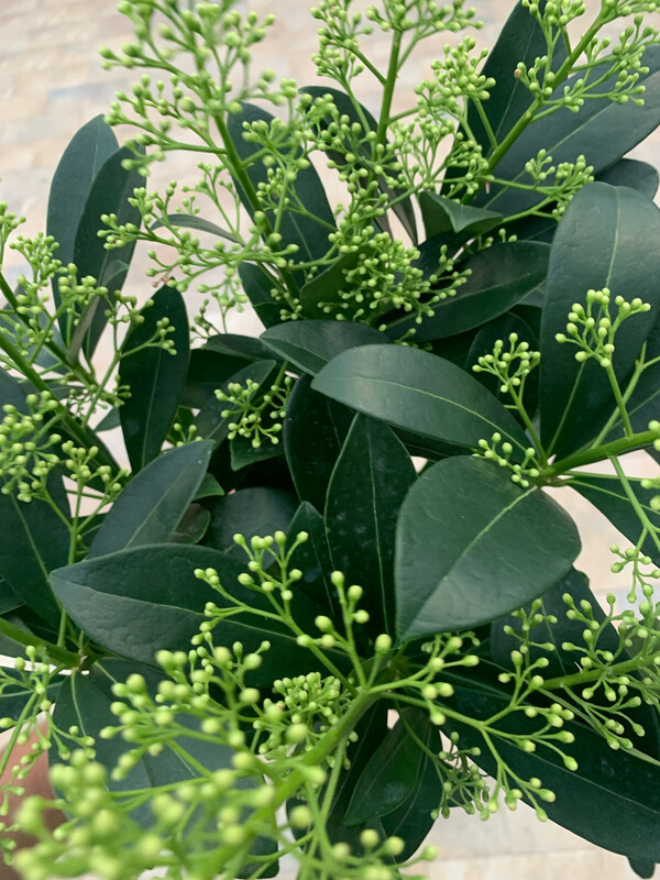 Skimmia japonica 'Finchy' fiore bianco - vaso Ø17 cm
