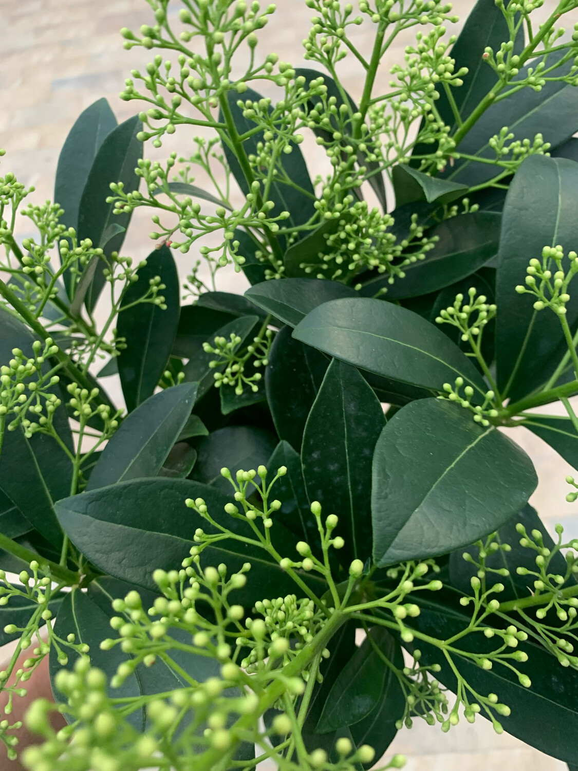 Skimmia japonica 'Finchy' fiore bianco - vaso Ø17 cm Skimmia japonica 'Finchy' fiore bianco - vaso Ø17 cm