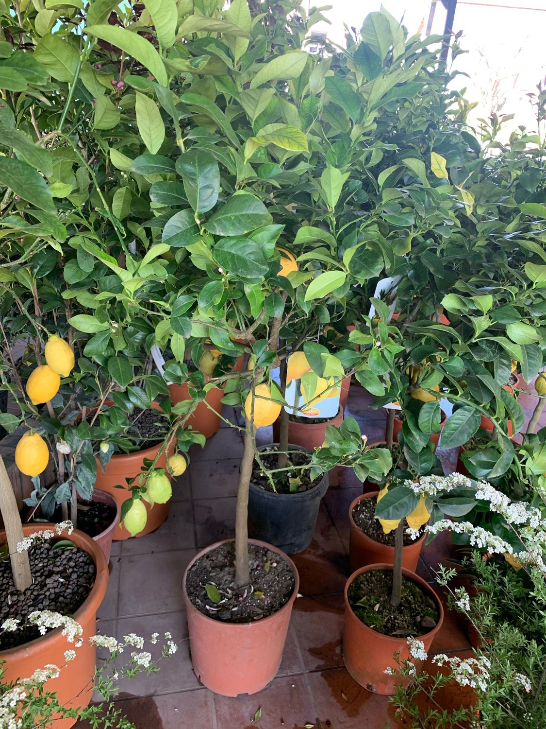 Limone, Citrus Limon, alberello - vaso Ø28 cm Limone, Citrus Limon, alberello - vaso Ø28 cm