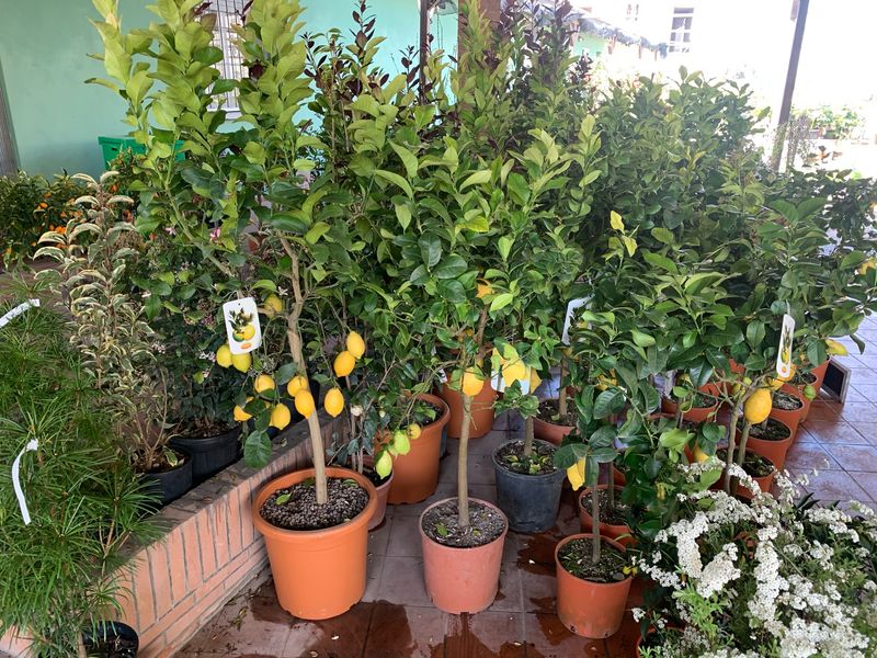 Limone, Citrus Limon, alberello - vaso Ø28 cm
