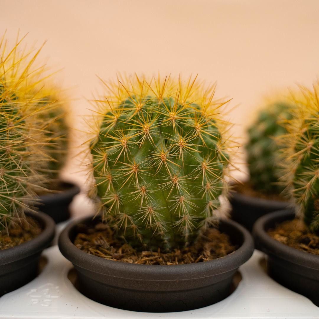 Neoporteria subgibbosa, Eriosyce subgibbosa - vaso Ø13 cm