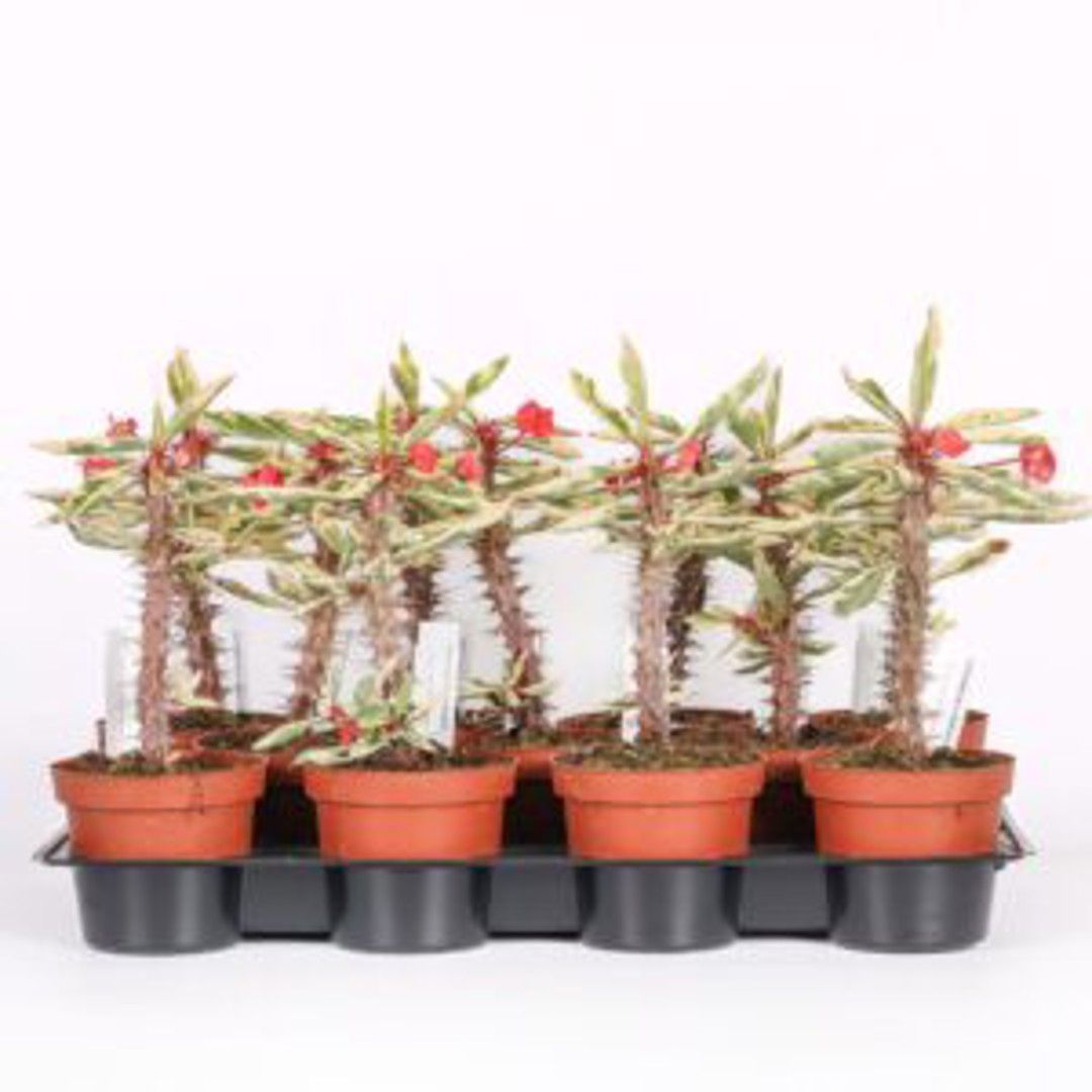 Euphorbia milii variegata, Spina di Cristo variegata - vaso Ø12 cm