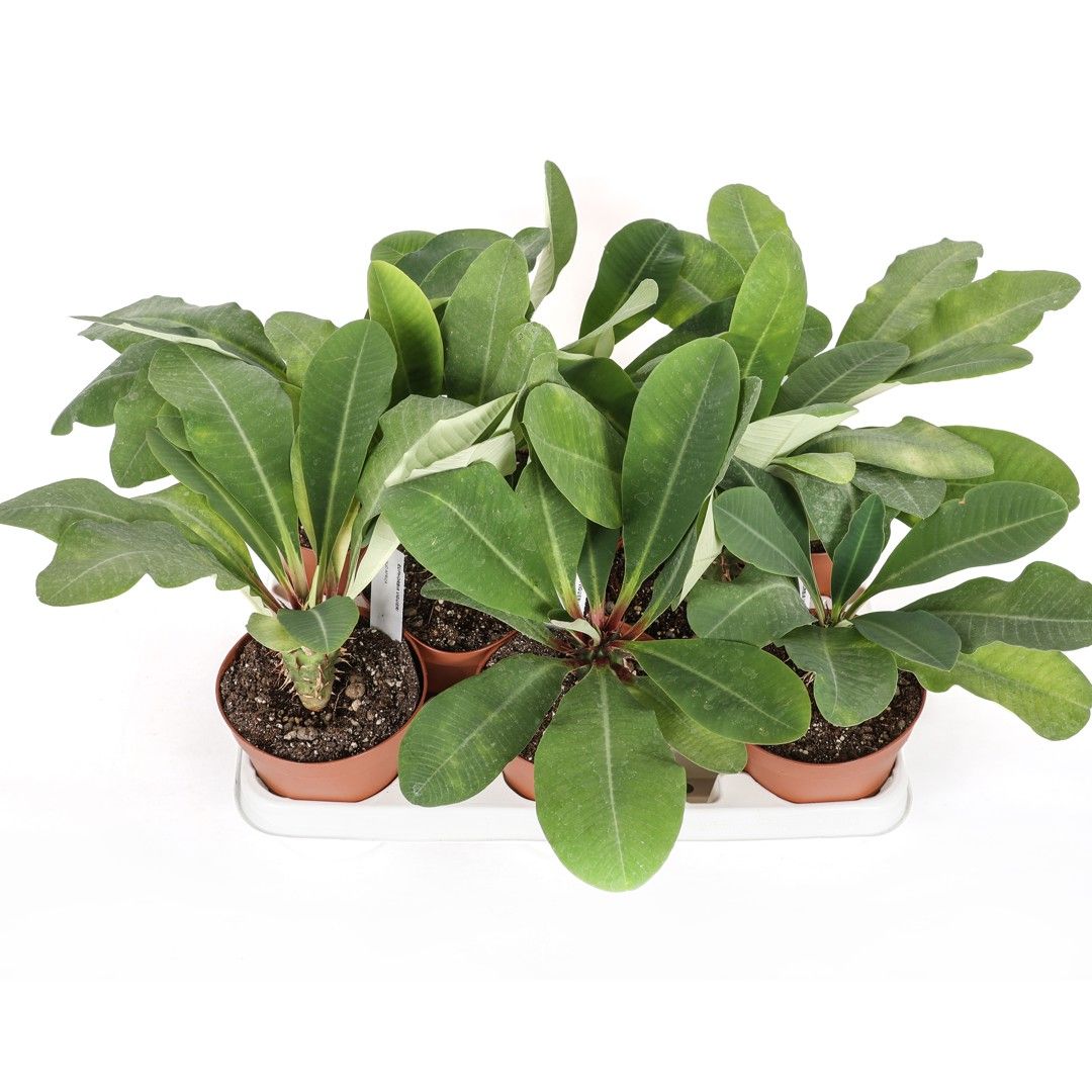 Euphorbia viguieri - vaso Ø12 cm