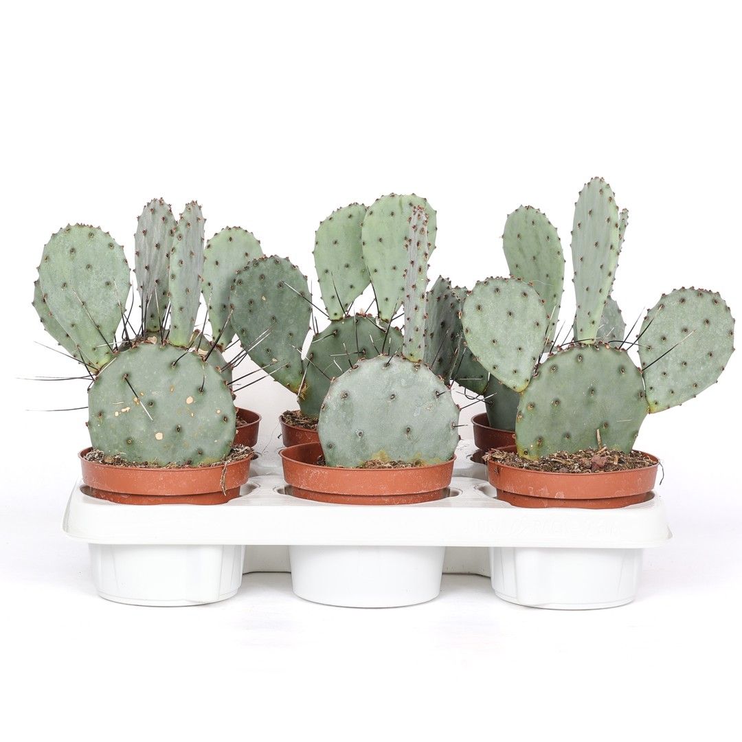 Opuntia Santa Rita - vaso Ø12 cm Opuntia Santa Rita - vaso Ø12 cm