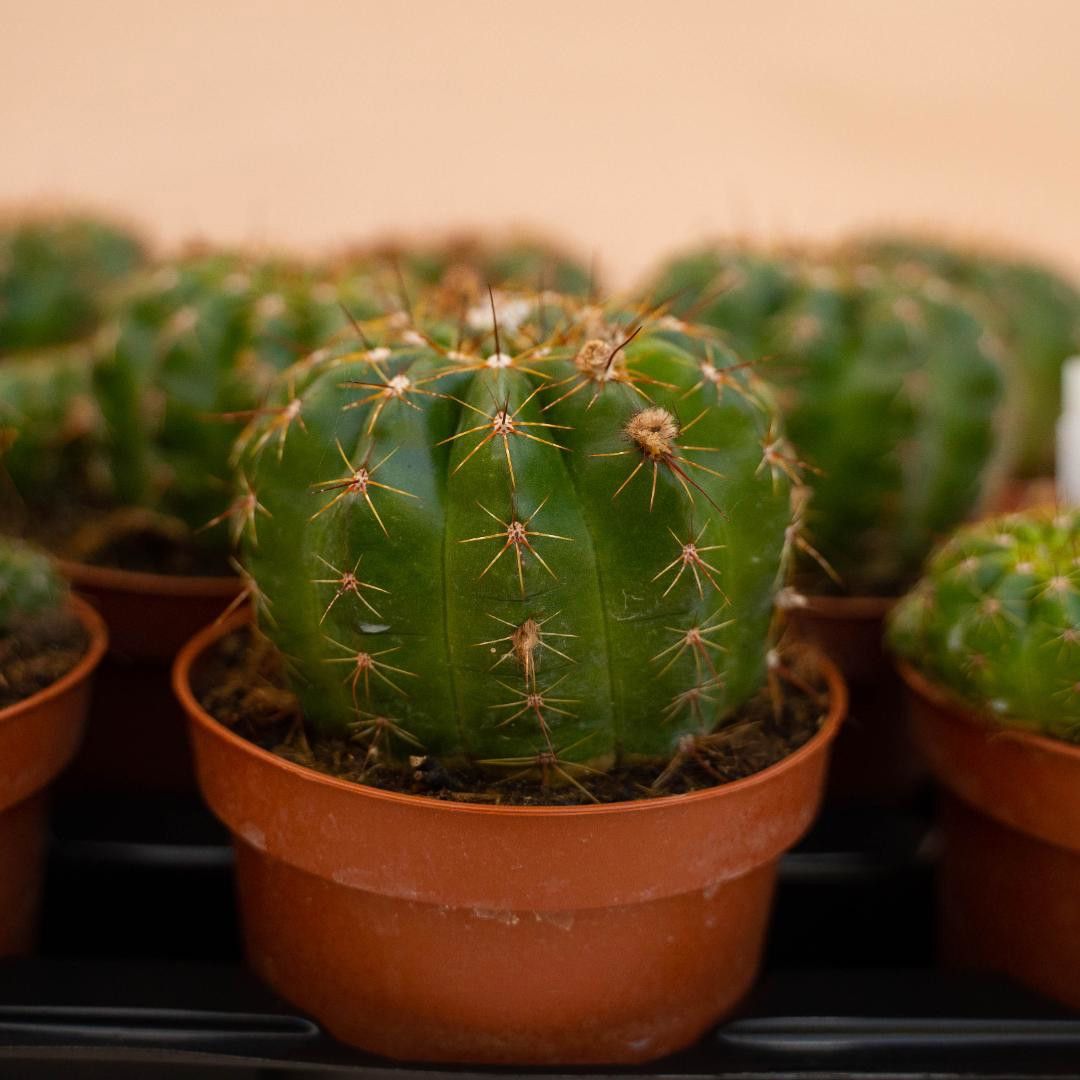 Notocactus ottonis, Parodia ottonis - vaso Ø12 cm Notocactus ottonis, Parodia ottonis - vaso Ø12 cm