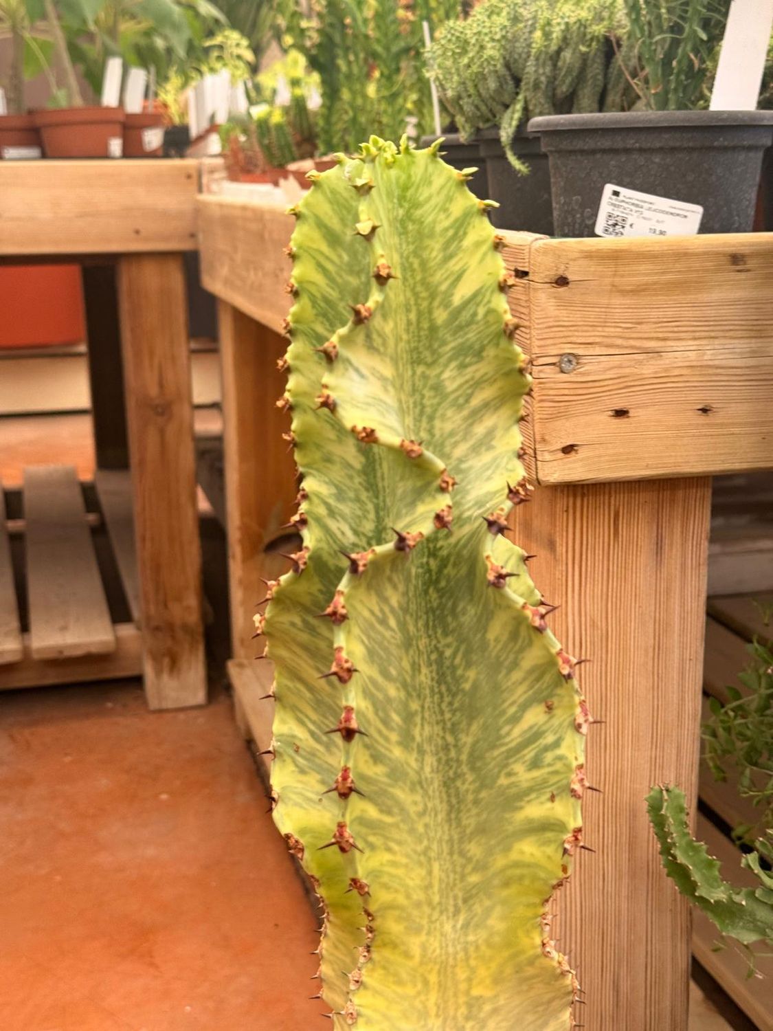 Euphorbia ingens 'Marmorata', Euforbia marmorata - vaso Ø20 cm Euphorbia ingens 'Marmorata', Euforbia marmorata - vaso Ø20 cm