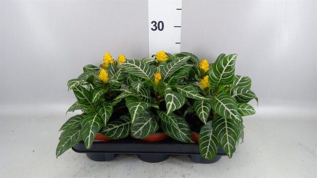 Aphelandra squarrosa 'Dania', Pianta Zebra - vaso Ø13 cm