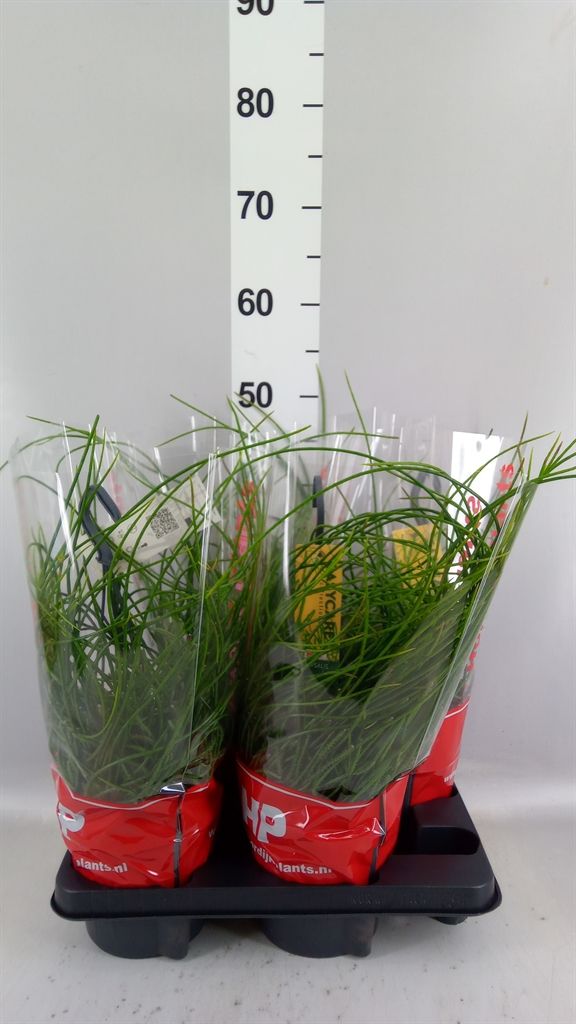 Rhipsalis floccosa 'Florine' - vaso Ø21 cm