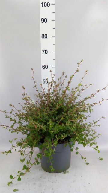 Ceratostigma griffithii - vaso Ø23 cm