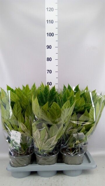 Fatsia japonica 'Variegata' - vaso Ø17 cm