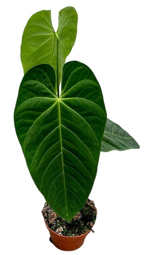 Anthurium queremalense - vaso Ø12 cm Anthurium queremalense - vaso Ø12 cm