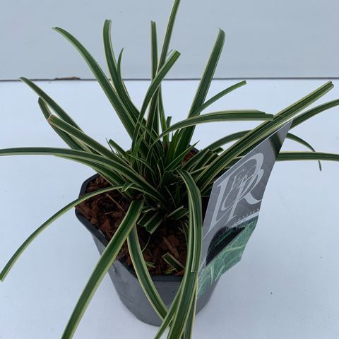 Carex morrowii 'Ice Dance' - vaso Ø17 cm Carex morrowii 'Ice Dance' - vaso Ø17 cm