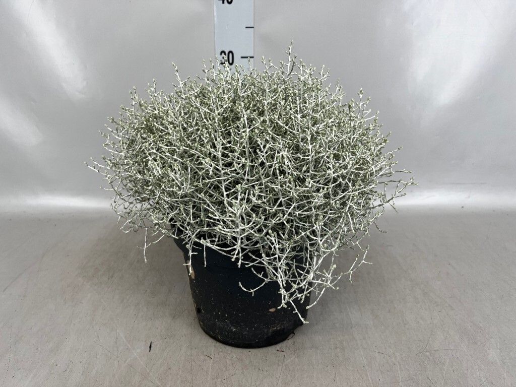 Calocephalus brownii, Cuscino d'argento - vaso Ø23 cm