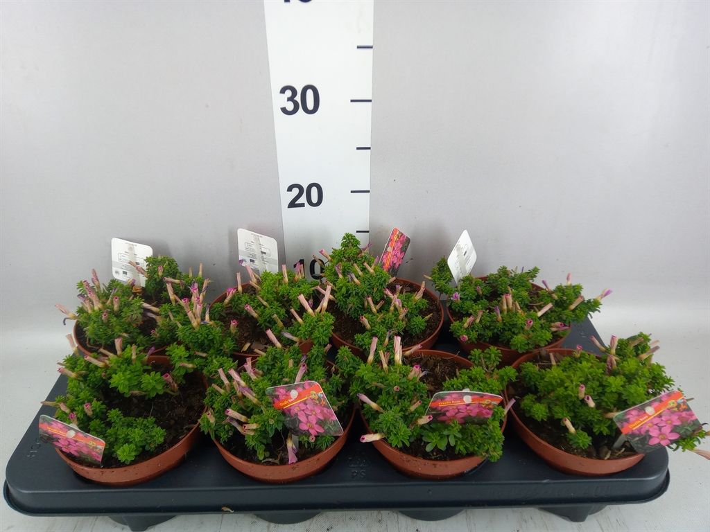 Oxalis 'Shorty Pink' - vaso Ø13 cm Oxalis 'Shorty Pink' - vaso Ø13 cm